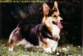 Blackbird De La Caverne Des Anges